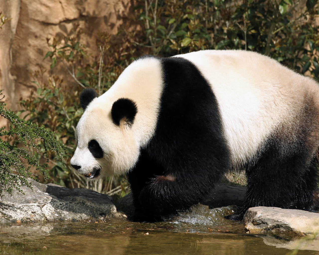 Большая панда идет по воде