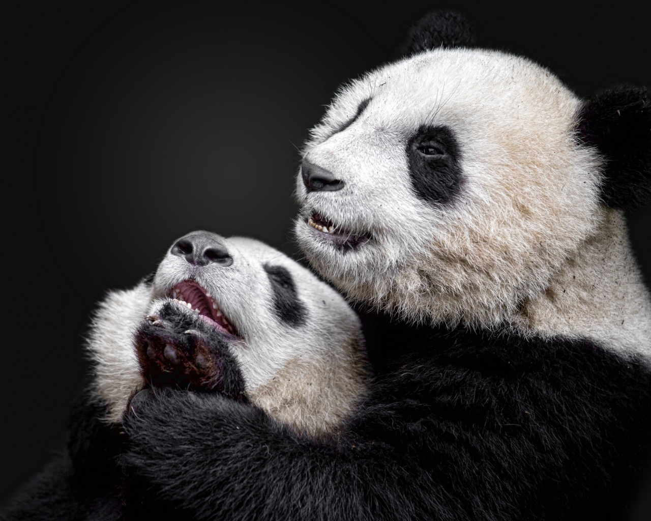 Большая панда с детенышем на сером фоне