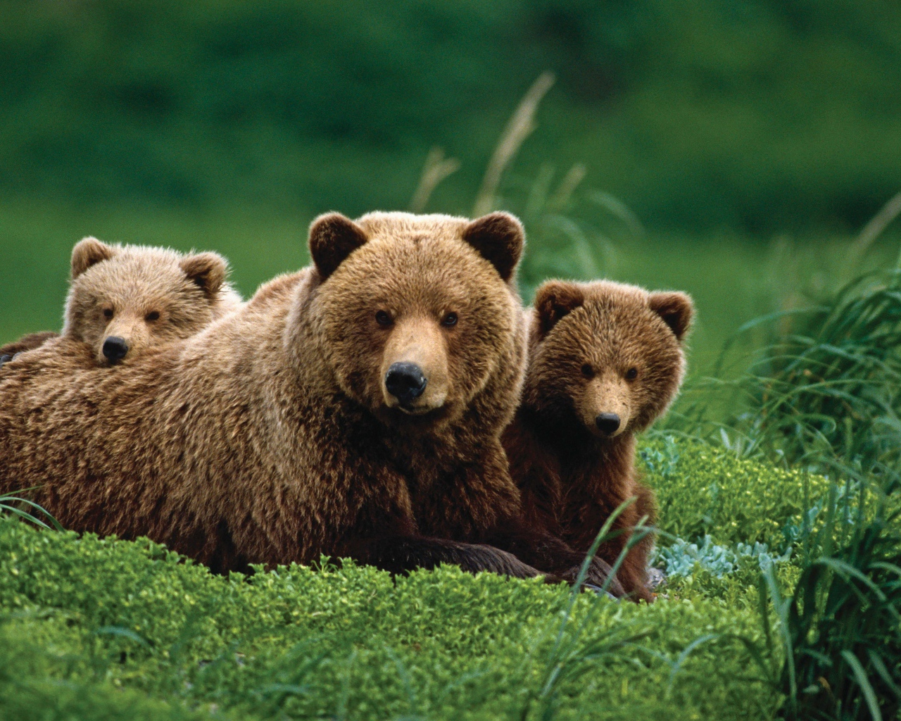 Бурая медведица с медвежатами в зеленой траве