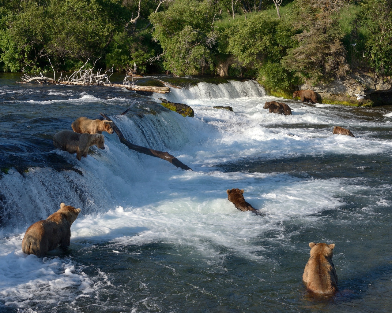 Бурые медведи ловят рыбу в горной реке