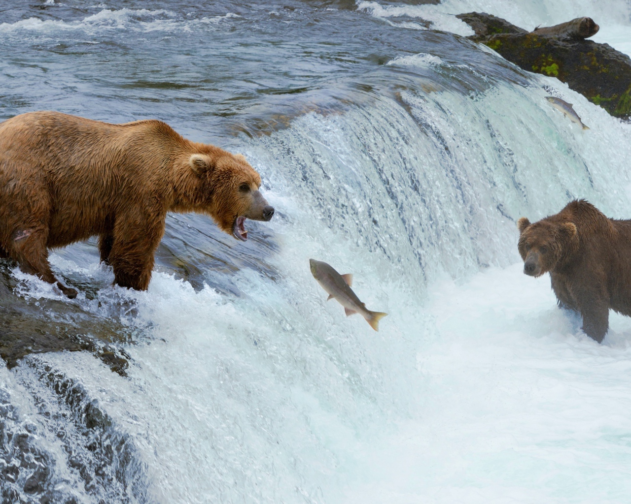 Бурые медведи ловят рыбу на реке