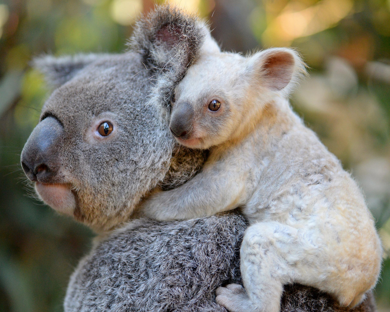 Коала с маленьким детенышем на спине