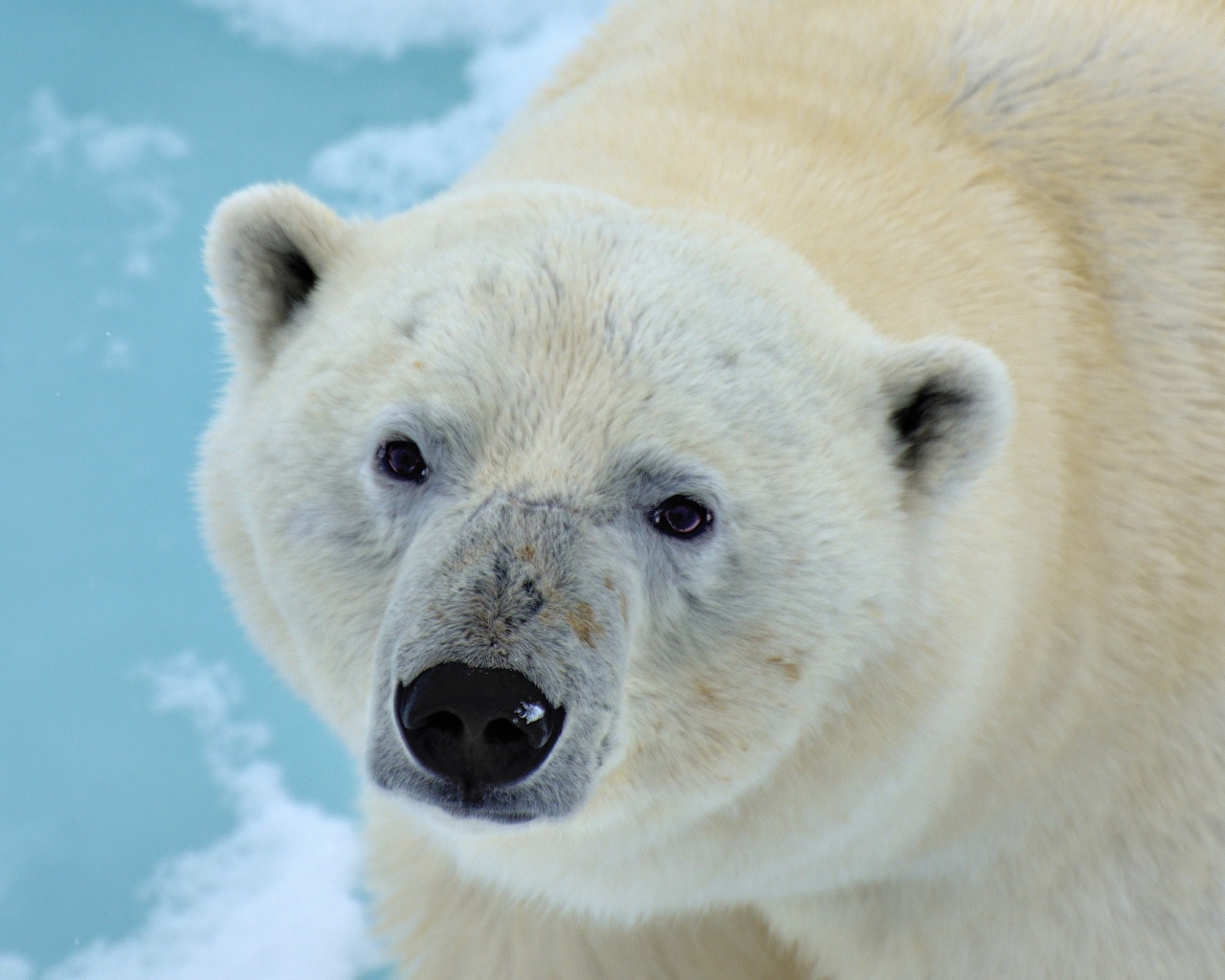 Большой полярный медведь крупным планом