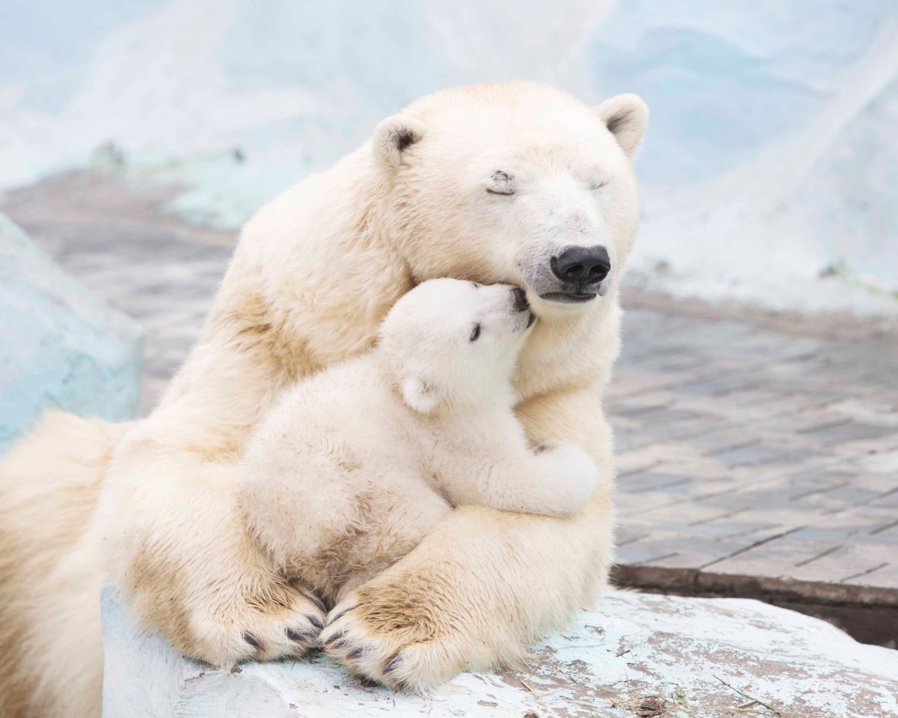 Large white bear hugs a cub