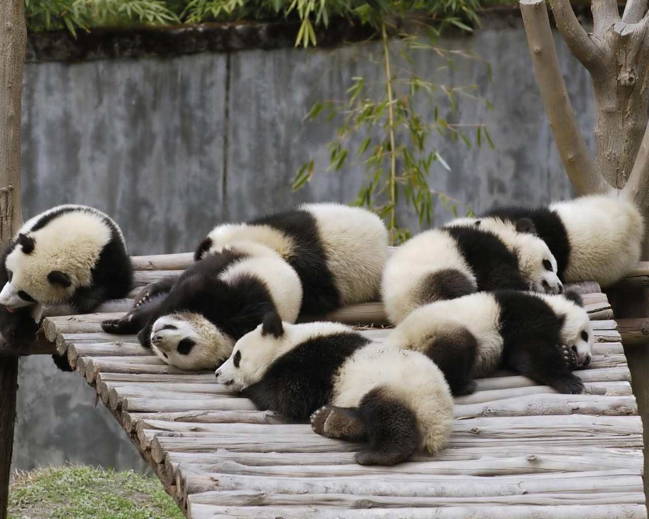 Маленькие милые панды спят на деревянном мосту