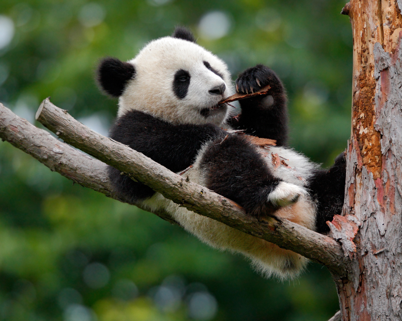 Панда грызет кору на дереве