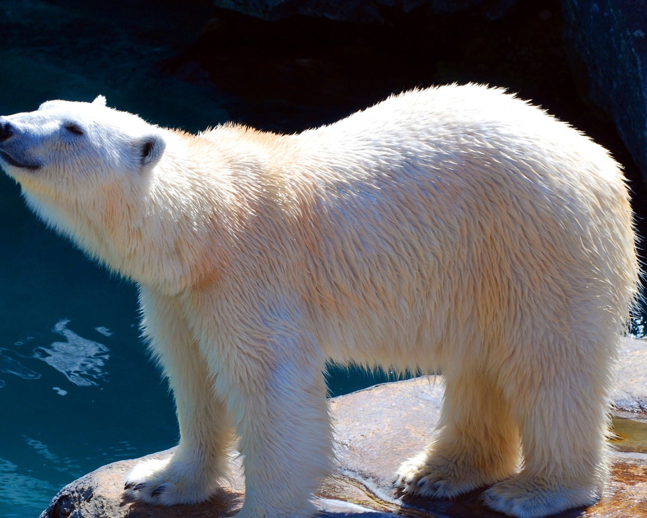 Белый медведь в зоопарке у воды