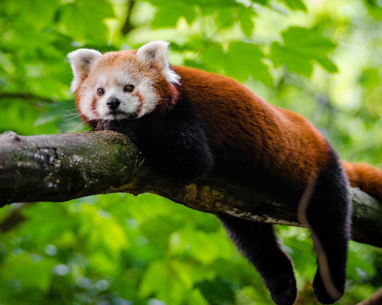 Малая панда лежит на дереве