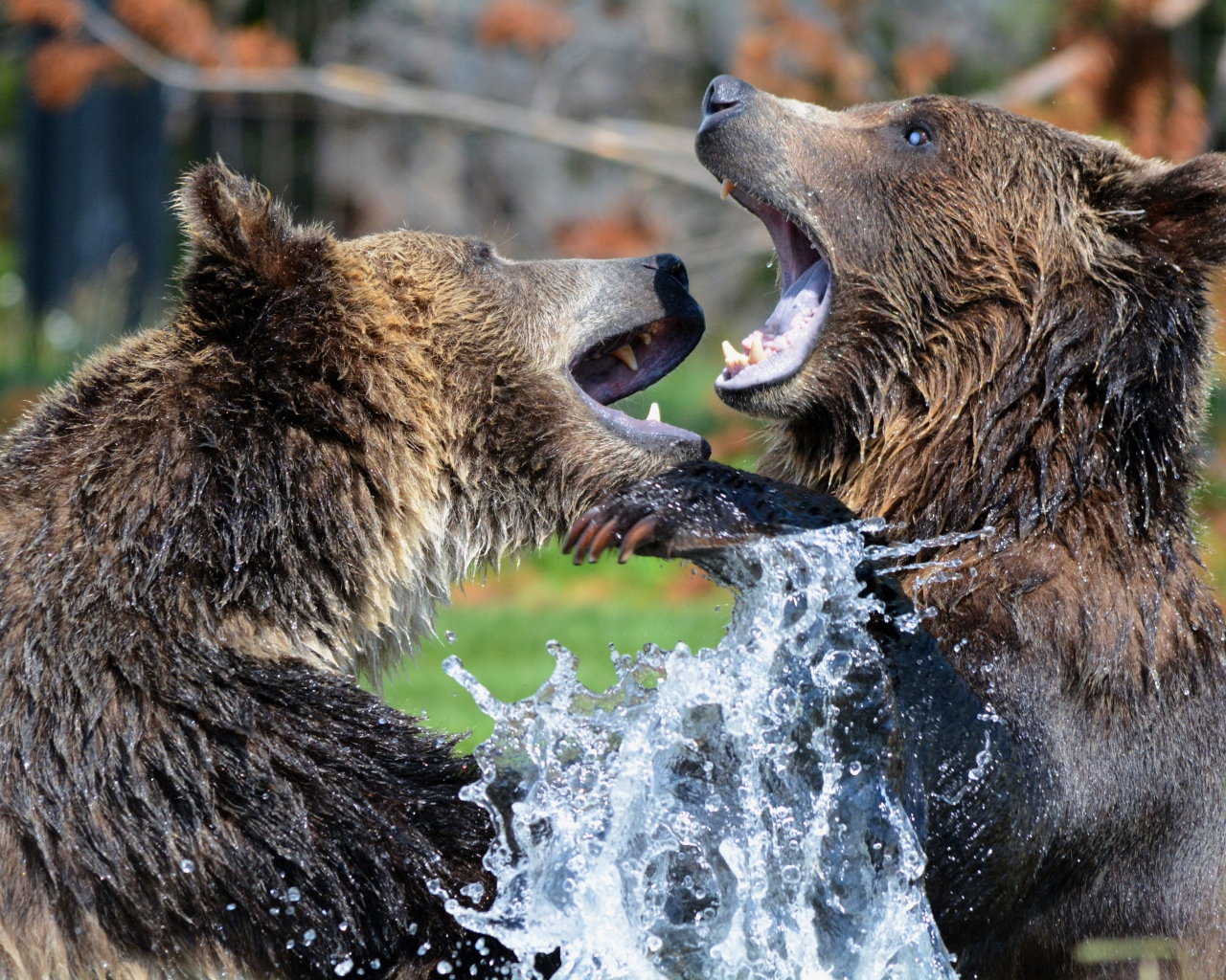 Два медведя дерутся в воде