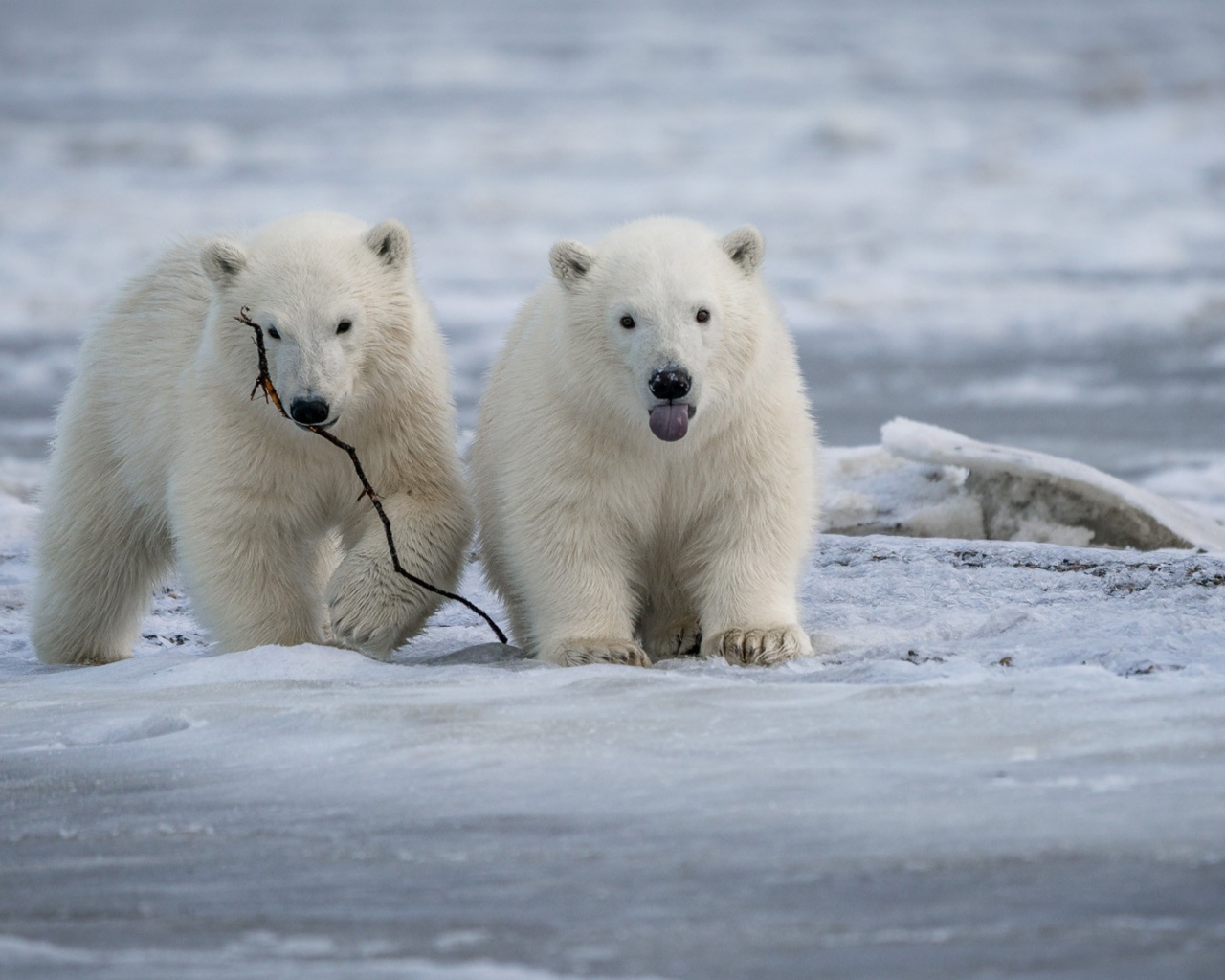Два маленьких белых медвежонка на снегу