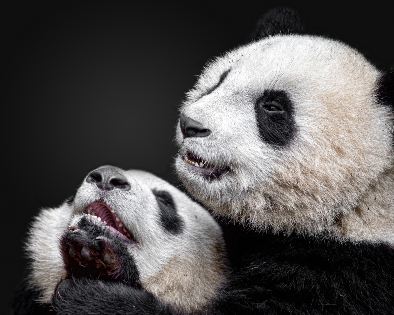 Две панды на сером фоне 