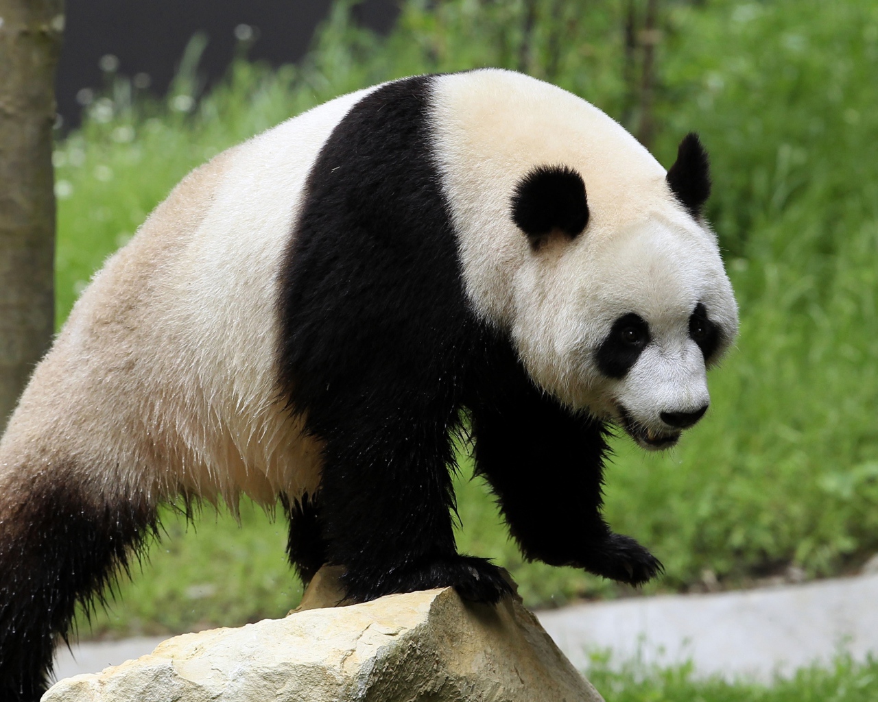 Мокрый большой медведь панда стоит на камне