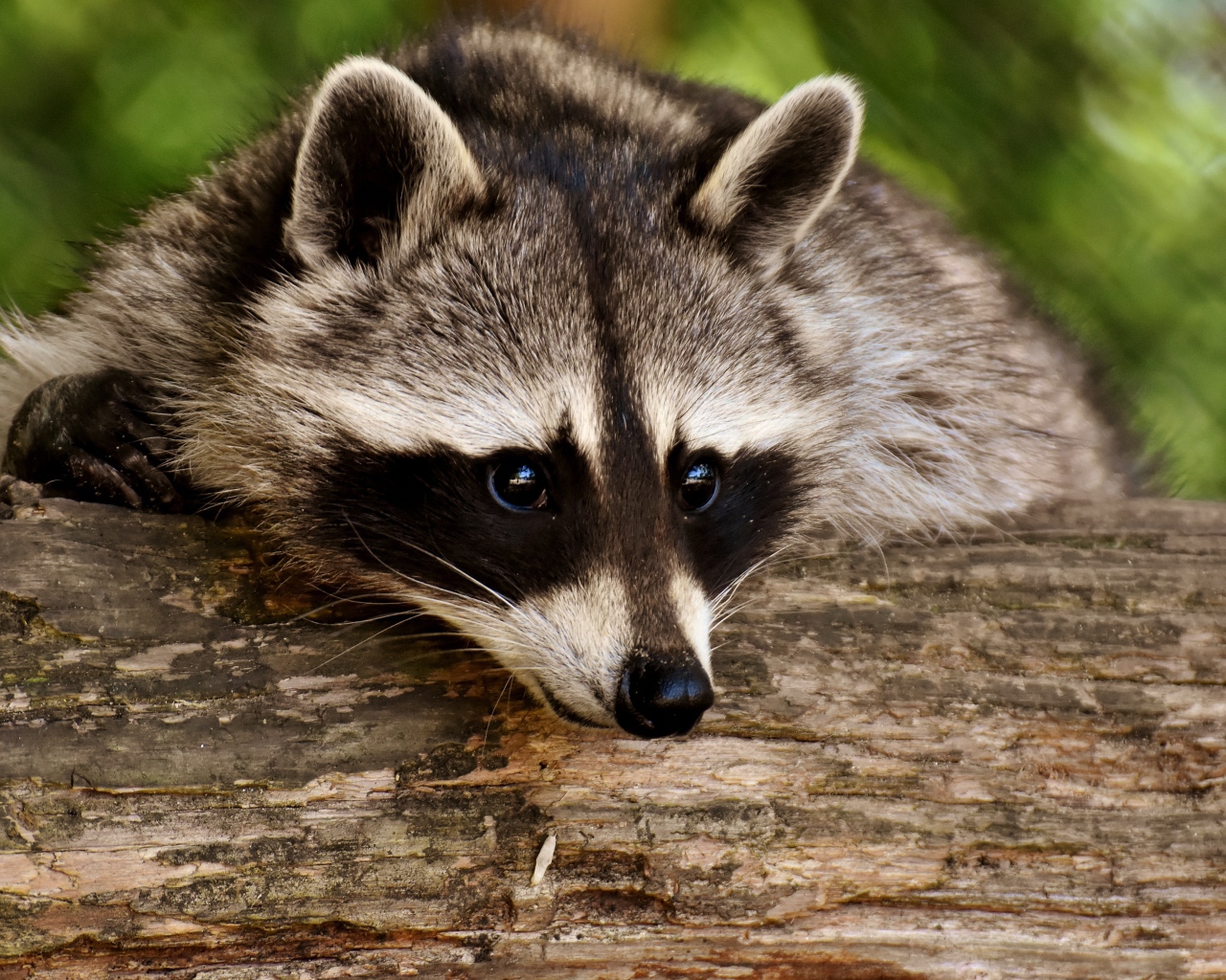Грустный енот лежит на сухом дереве