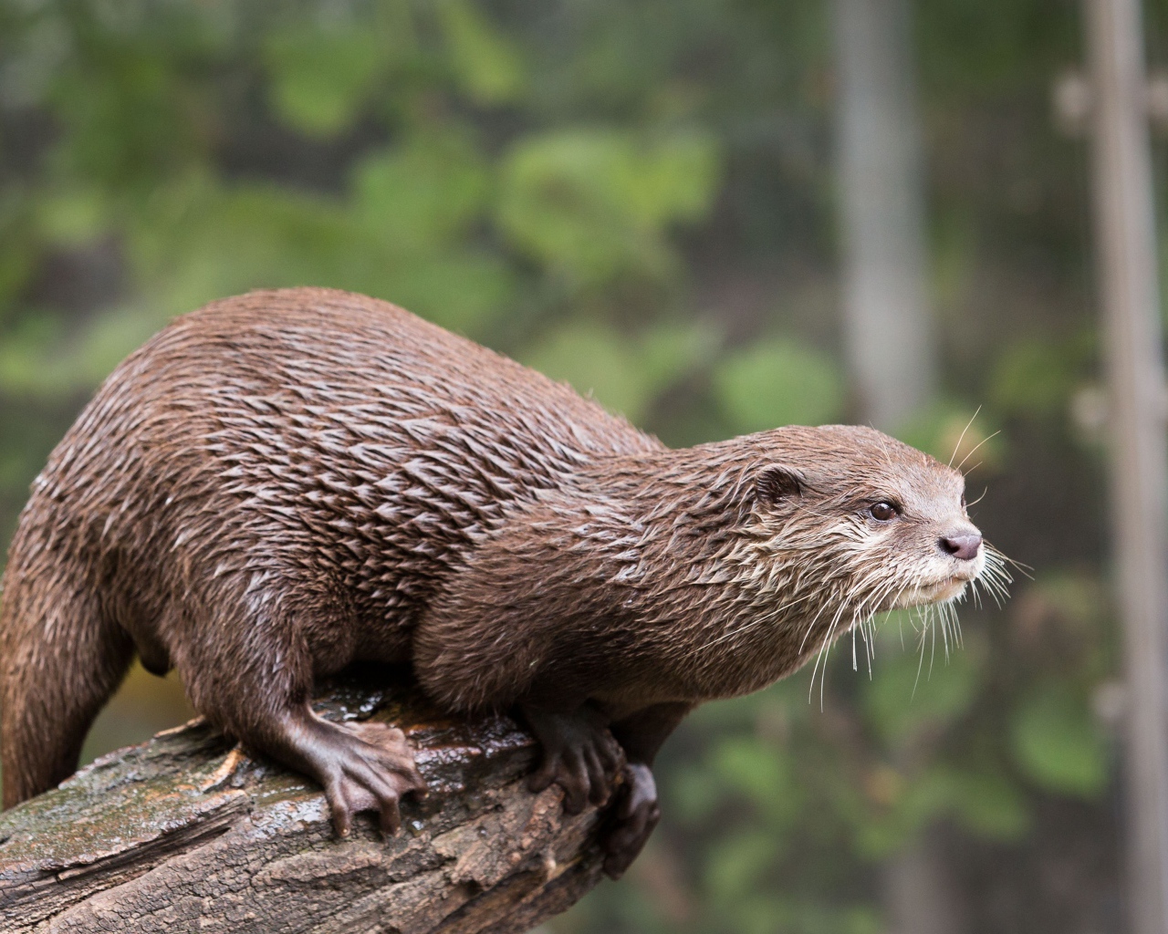 Мокрая выдра  стоит на дереве