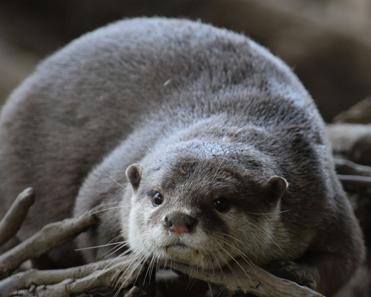 Серая выдра лежит на сухих ветках 