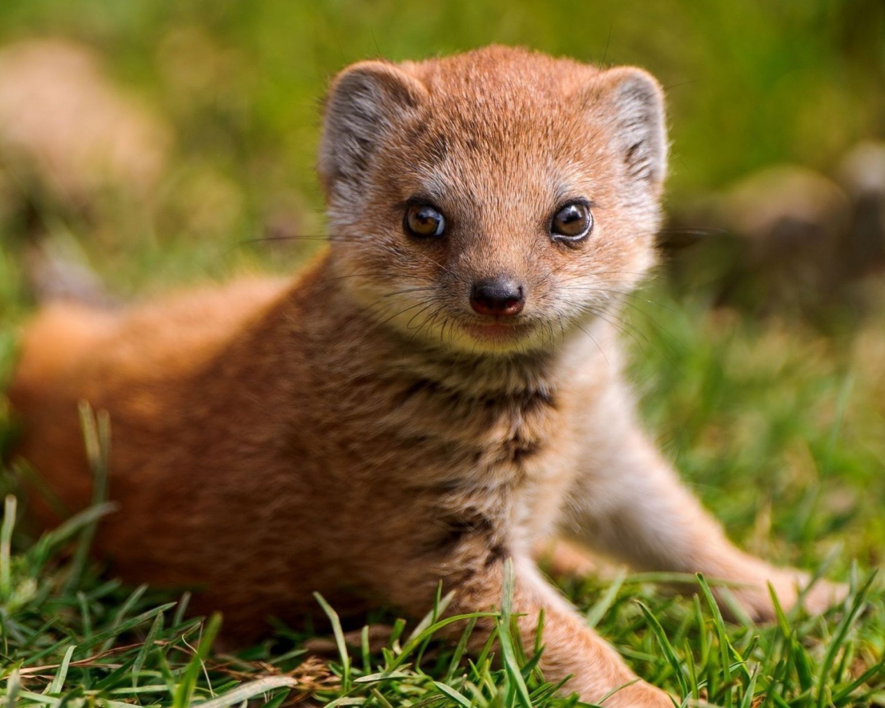Маленький мангуст на зеленой траве