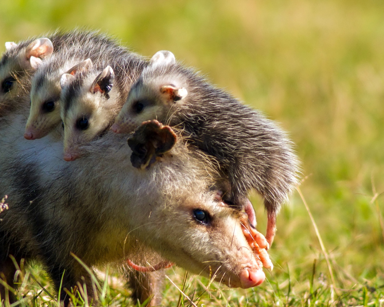 Опоссум с детенышами на спине