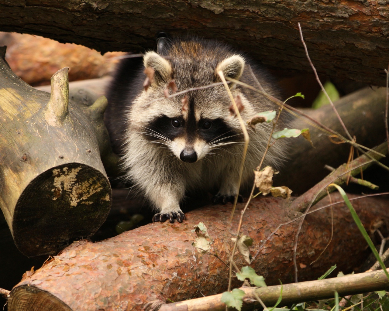 Енот сидит на деревянных пнях