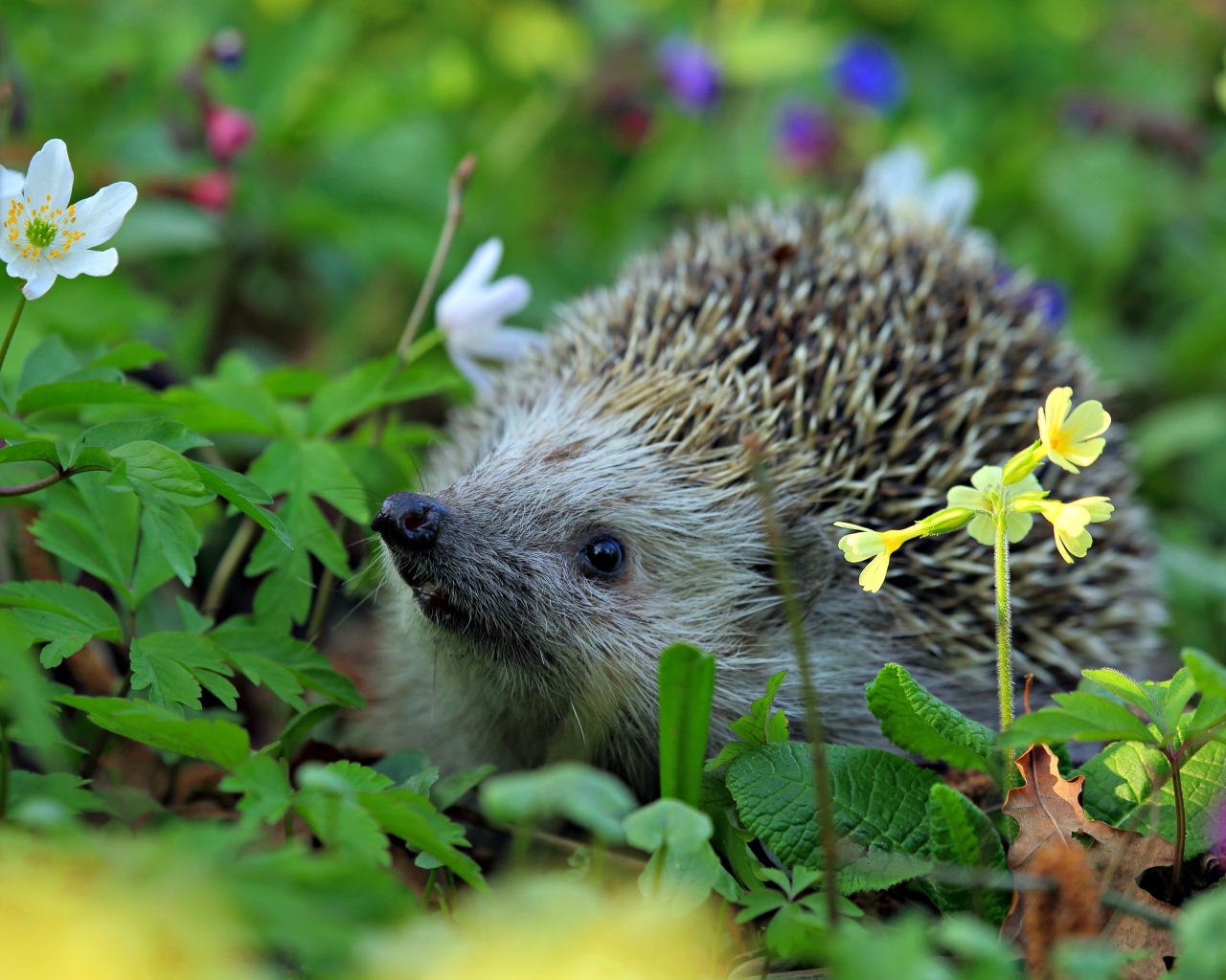 Колючий лесной еж стоит в цветах