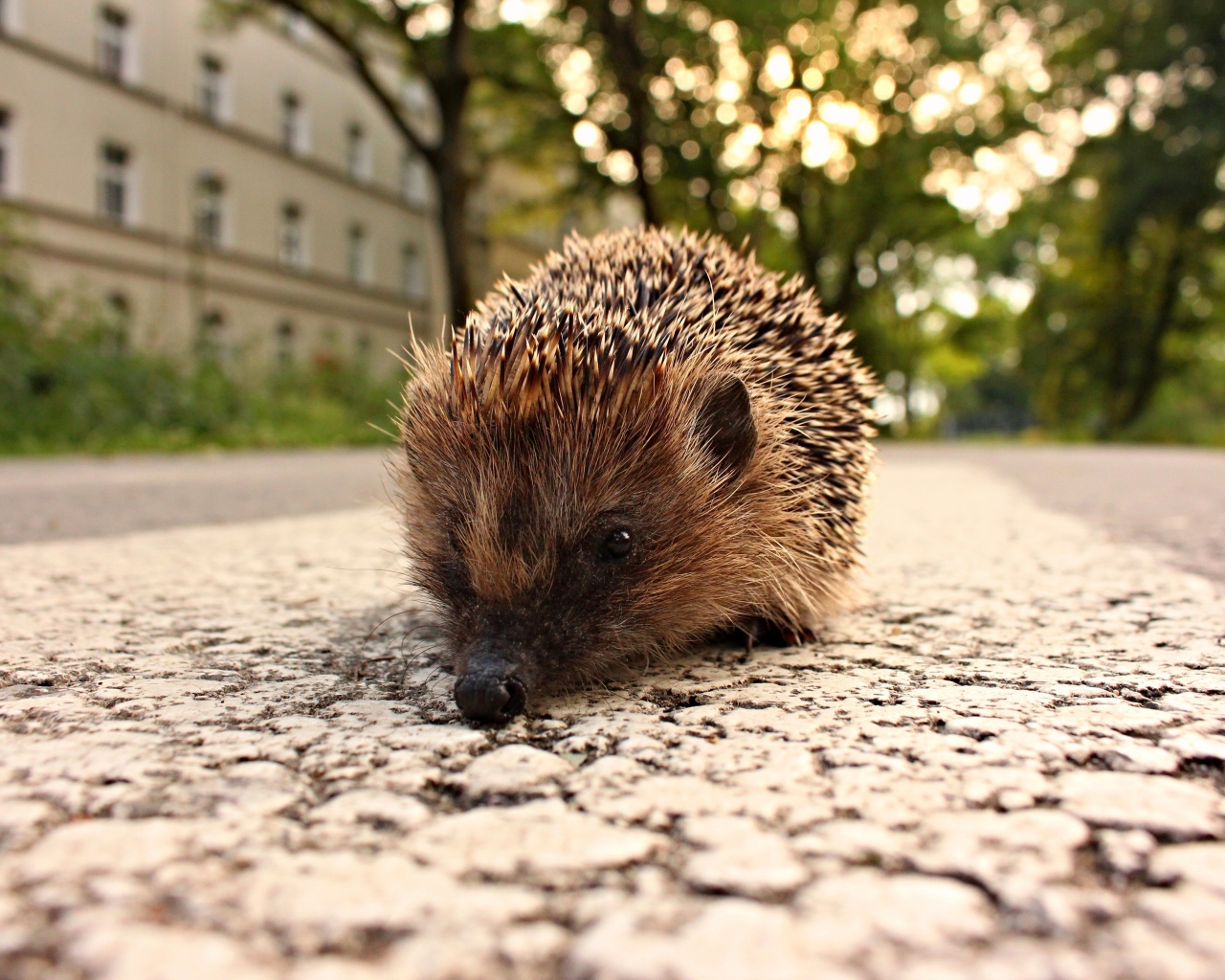 Колючий ежик стоит на тротуаре