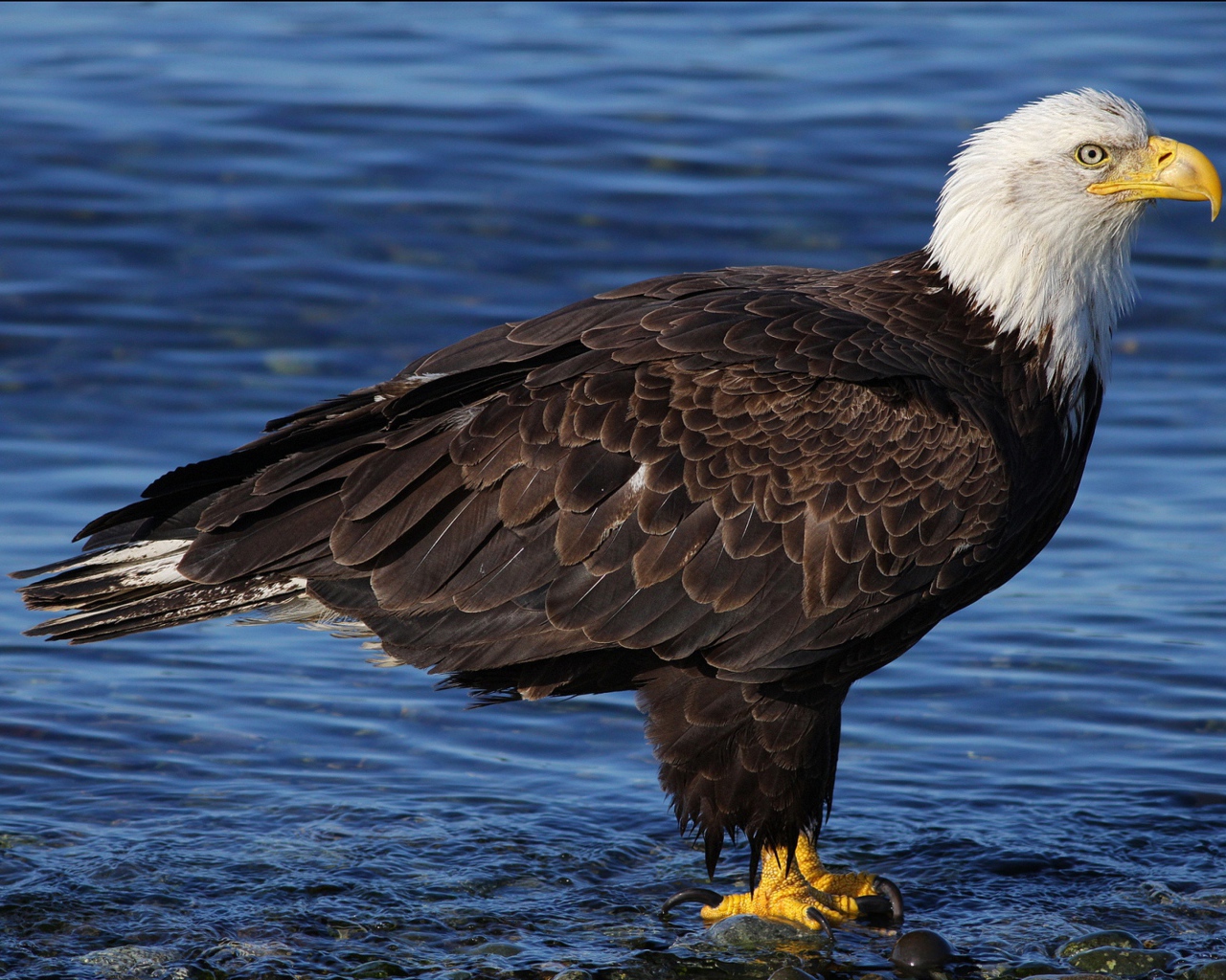 Красивый белоголовый орлан стоит в воде
