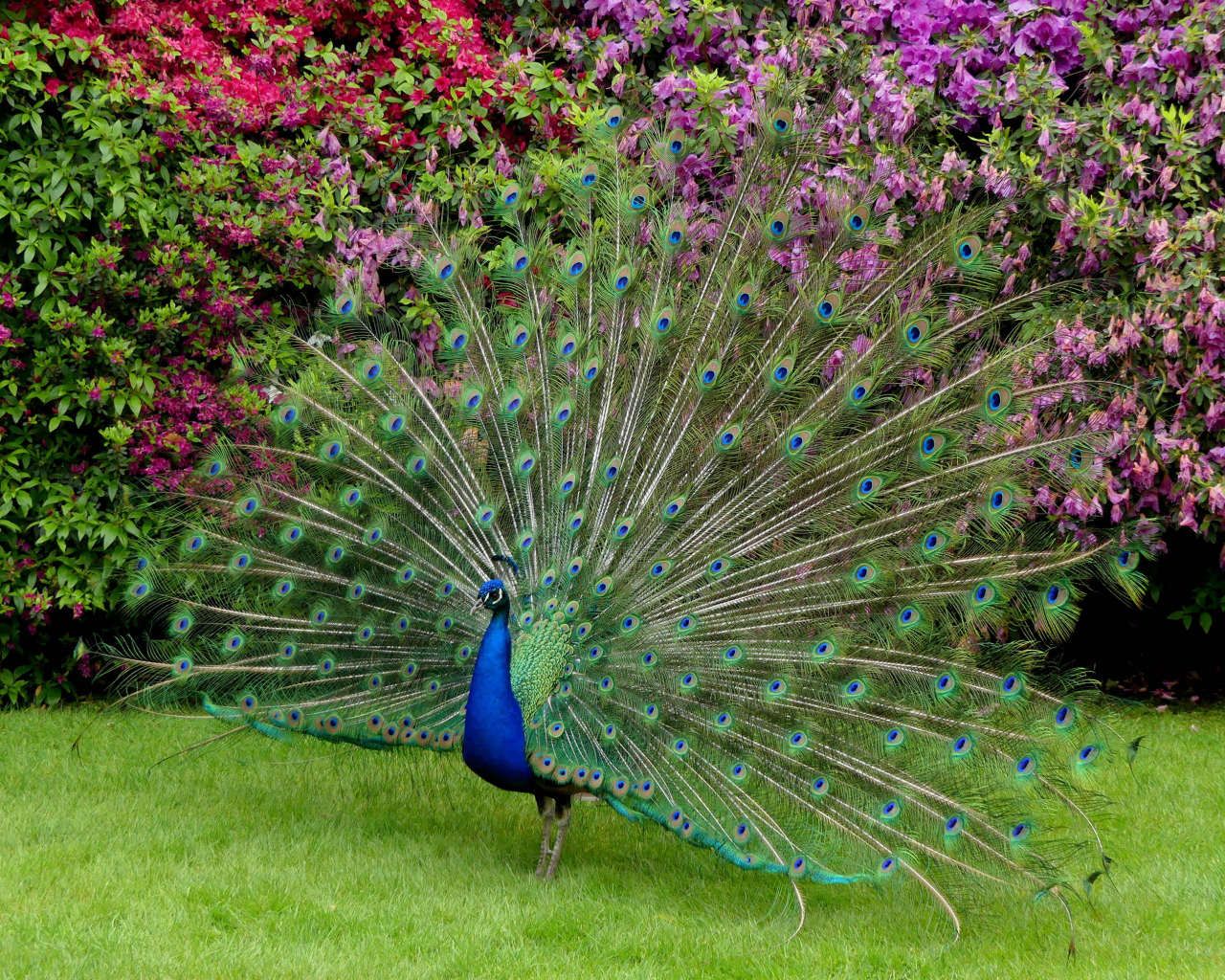 Красивый павлин распушил хвост 