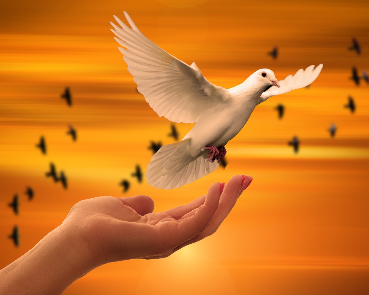 Красивый белый голубь взлетает с руки 