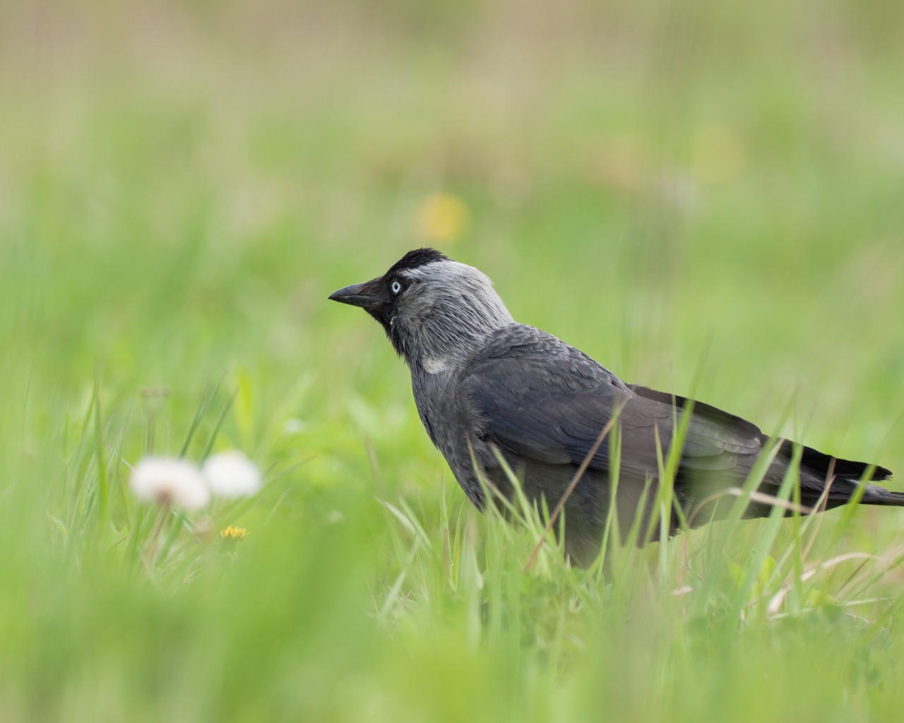 Серая ворона сидит в зеленой траве
