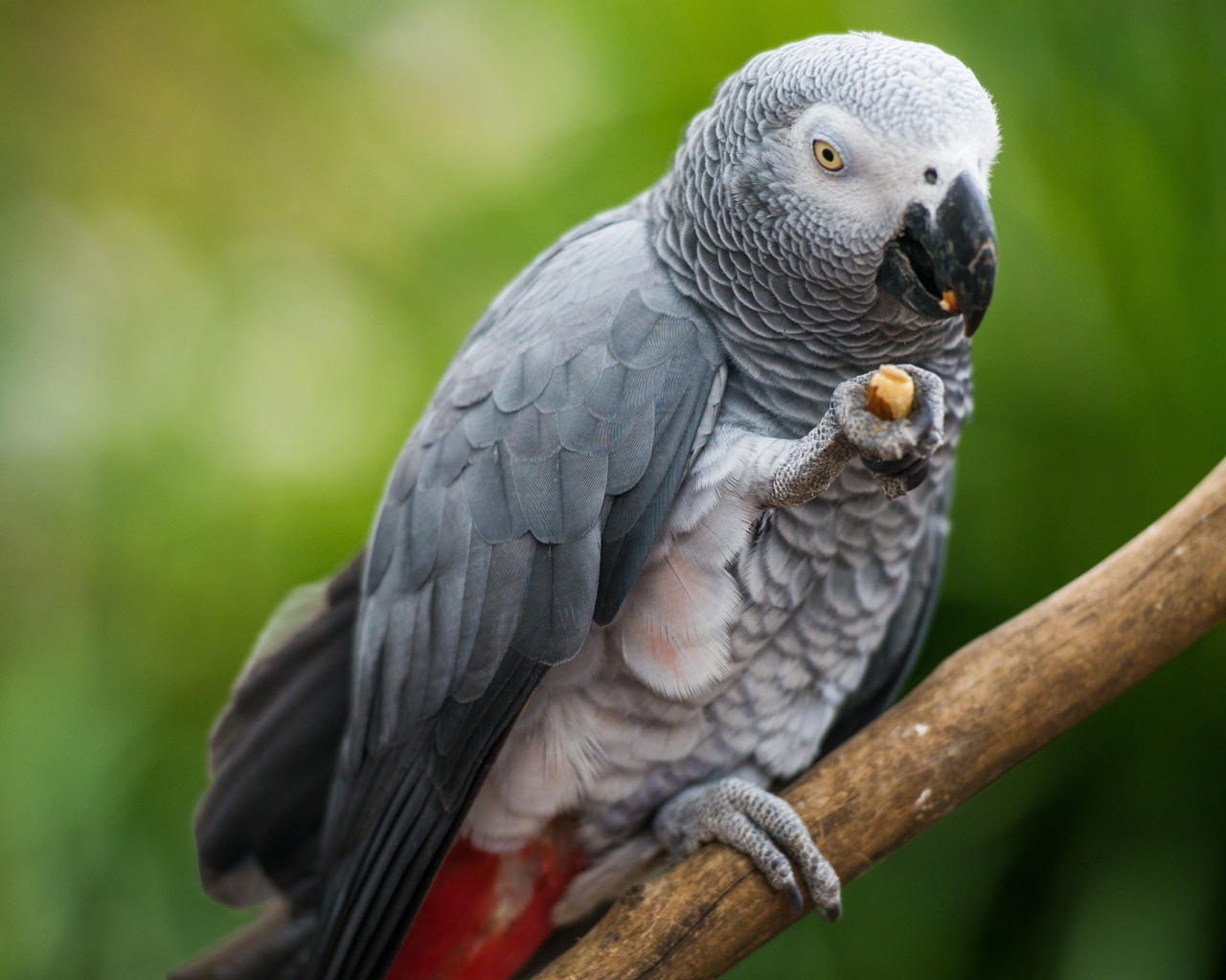 Серый попугай сидит на ветке