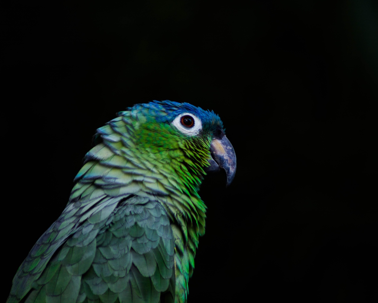 Зеленый попугай на черном фоне крупным планом
