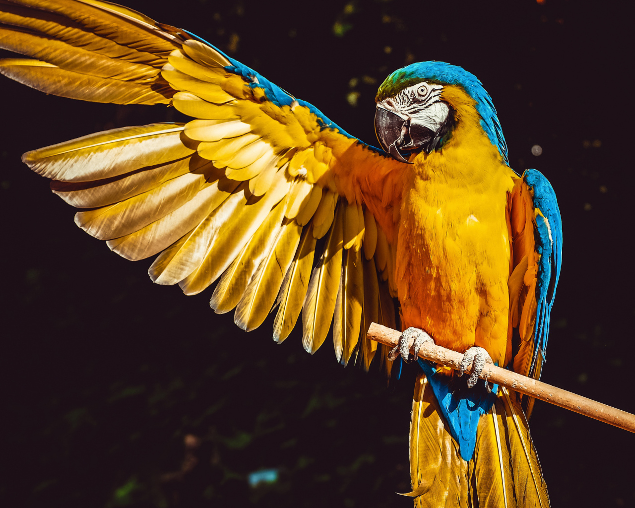 Большой сине-желтый попугай сидит на ветке