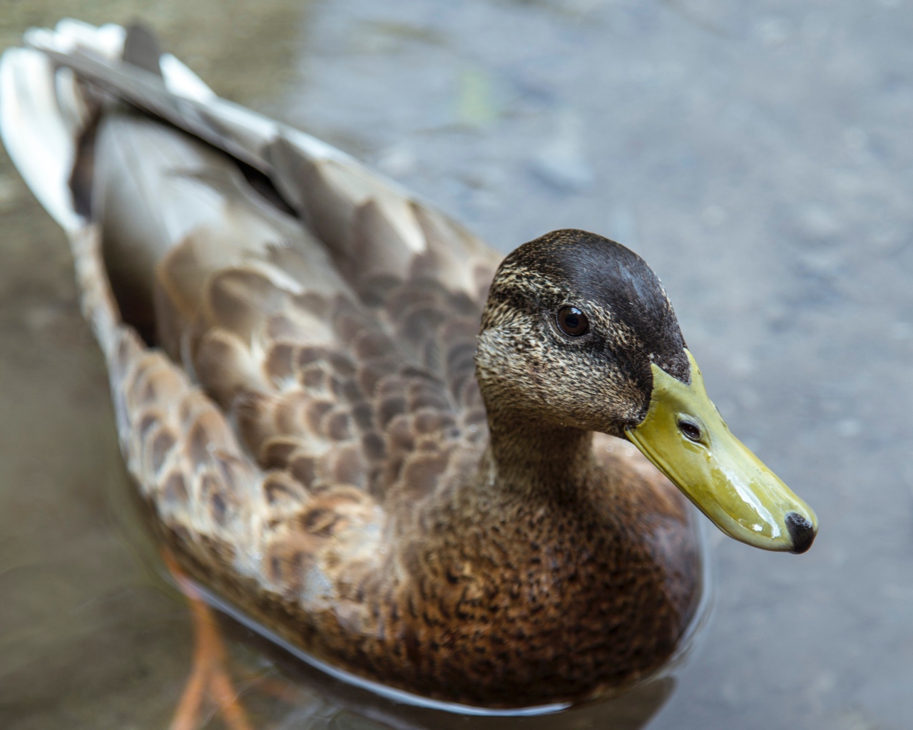 Большая серая утка плавает в воде