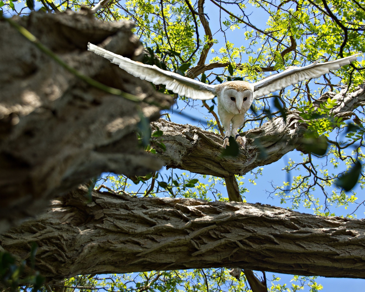Большая белая сова взлетает с ветки