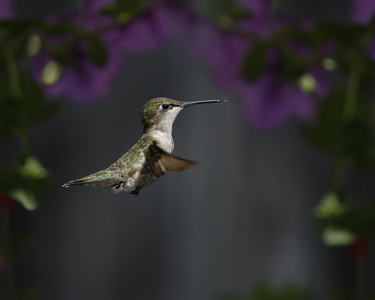 Маленькая птичка колибри крупным планом