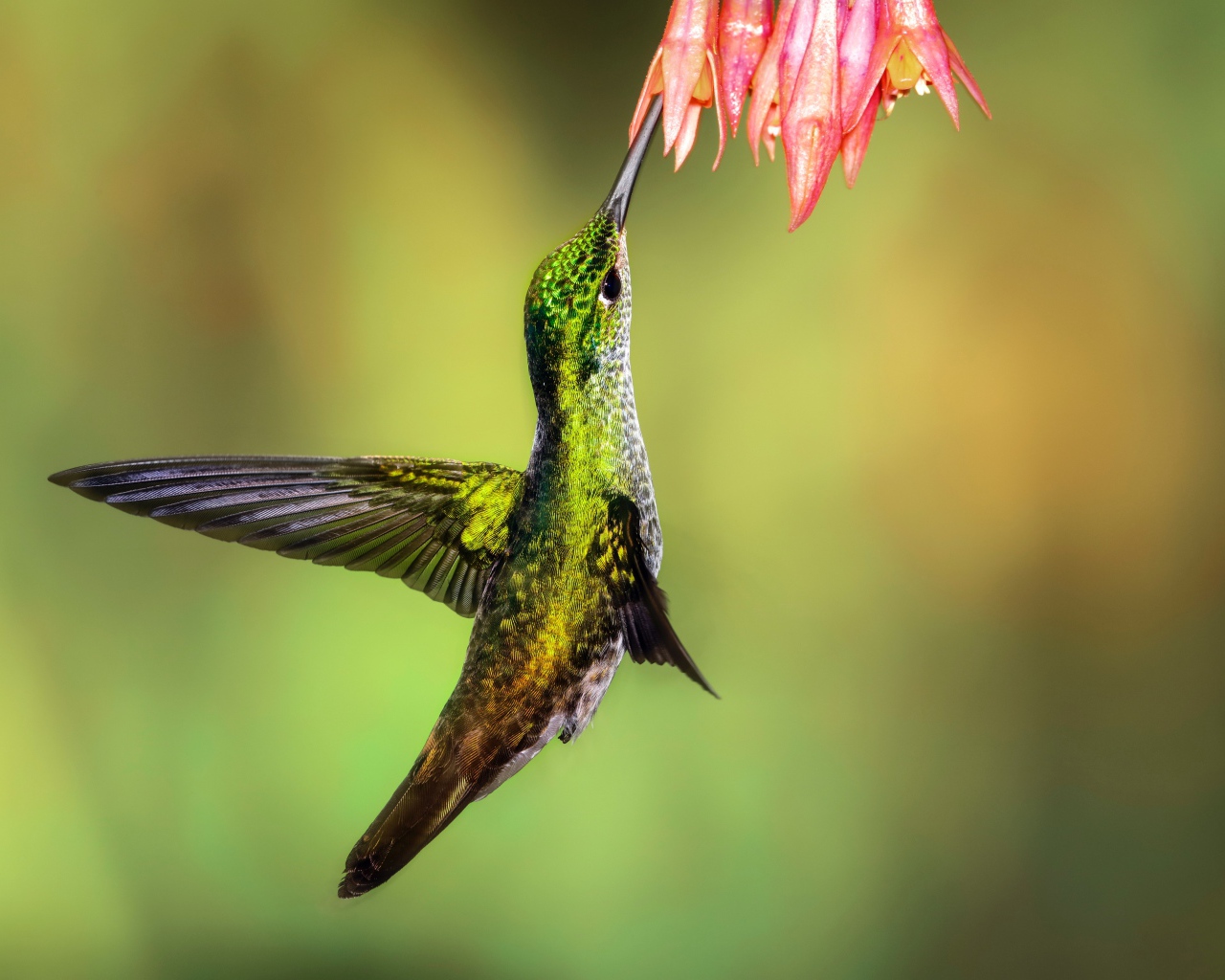 Маленькая птичка колибри собирает нектар на цветке