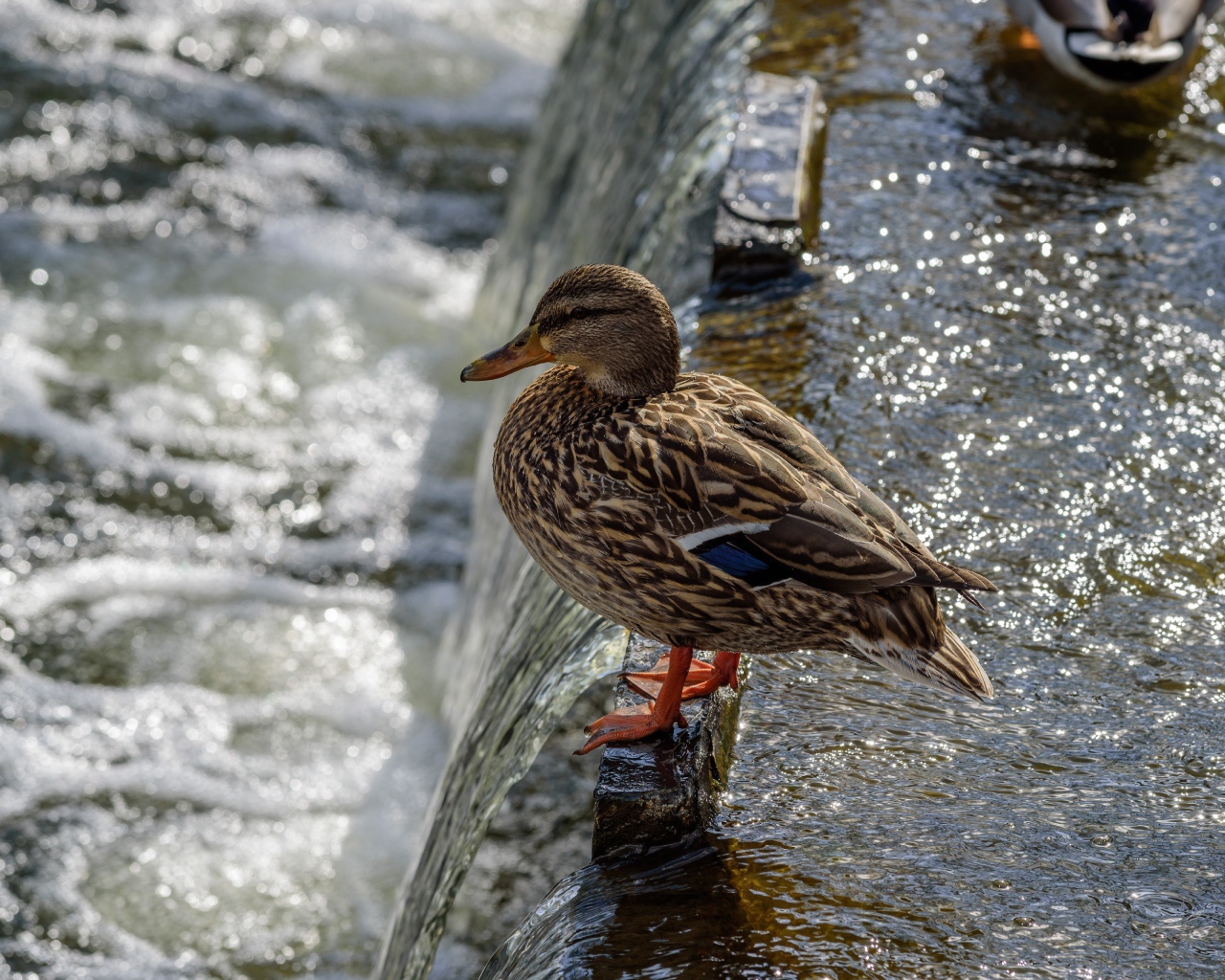 Маленькая серая утка у воды