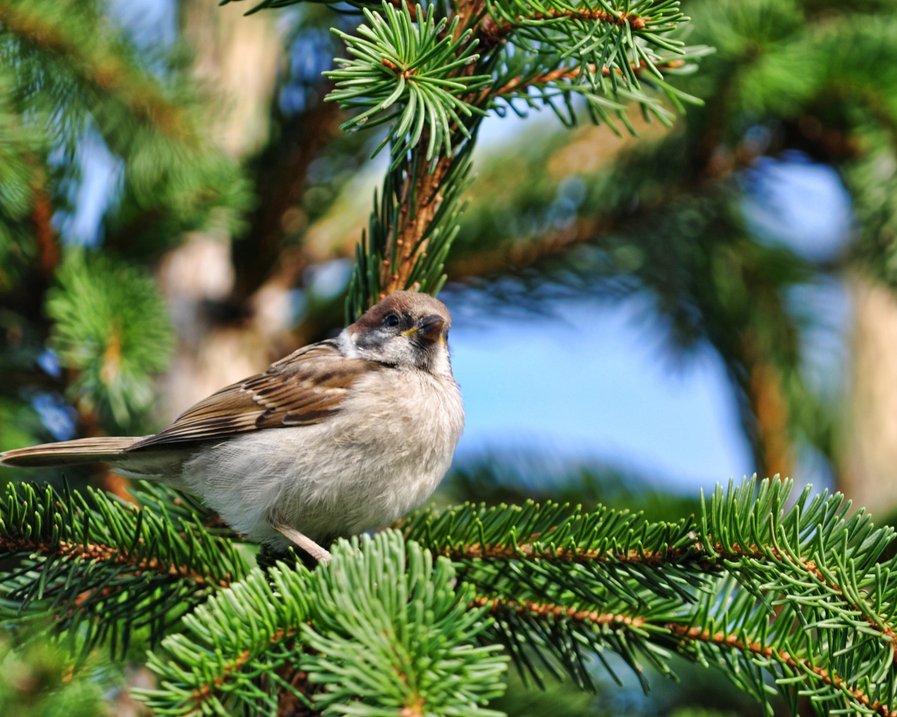 Маленький серый воробей сидит на еловой ветке