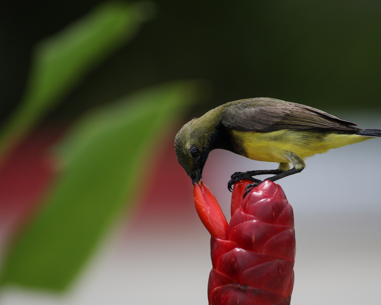 Маленькая птица колибри кормится на красном цветке