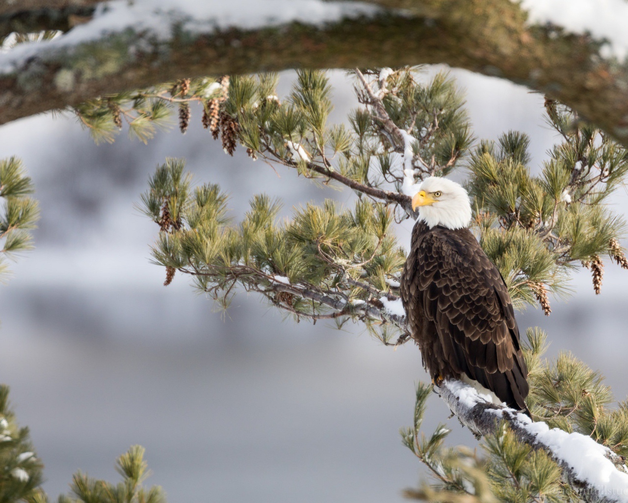 Белоголовый Орлан сидит на заснеженной ветке зимой