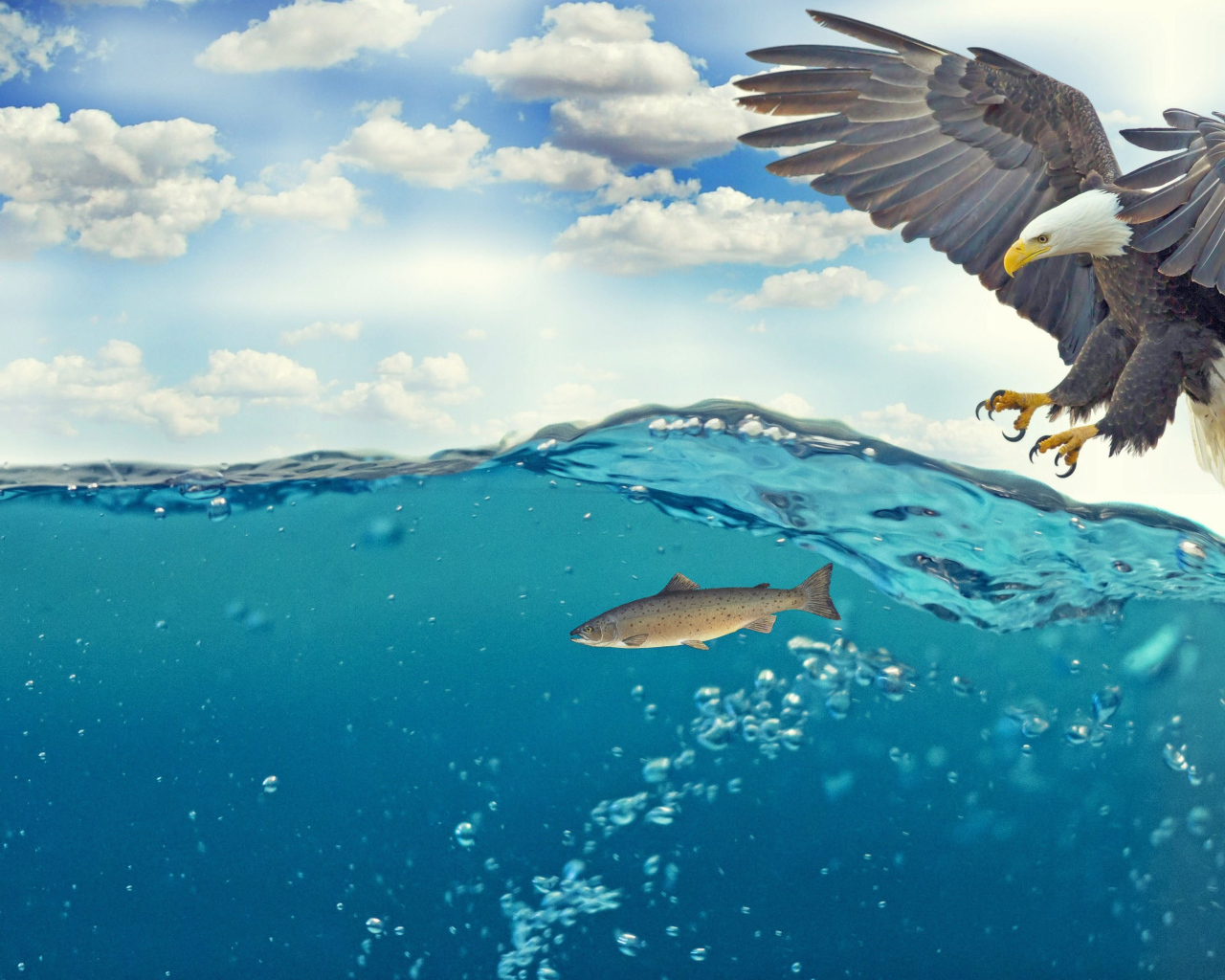 Белоголовый орлан ловит рыбу в воде 