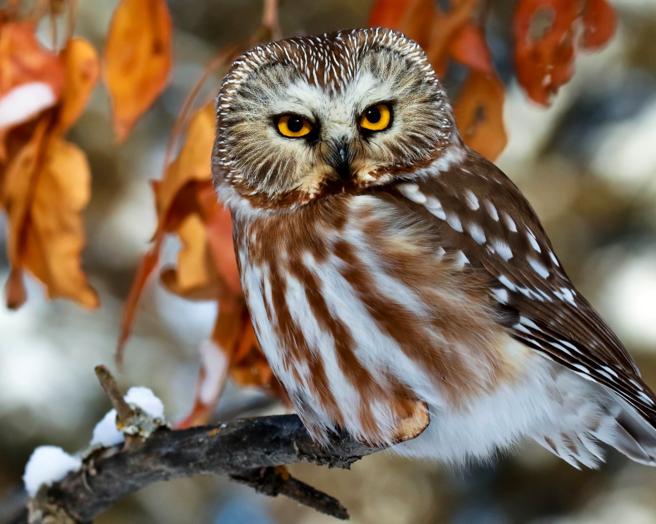 Красивая большая сова с желтыми глазами сидит на ветке