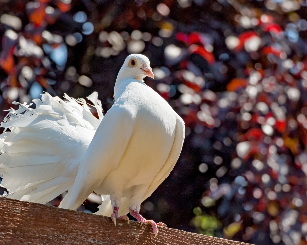 Красивый белый голубь крупным планом