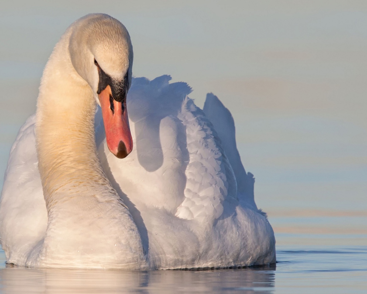 Красивый белый лебедь в воде