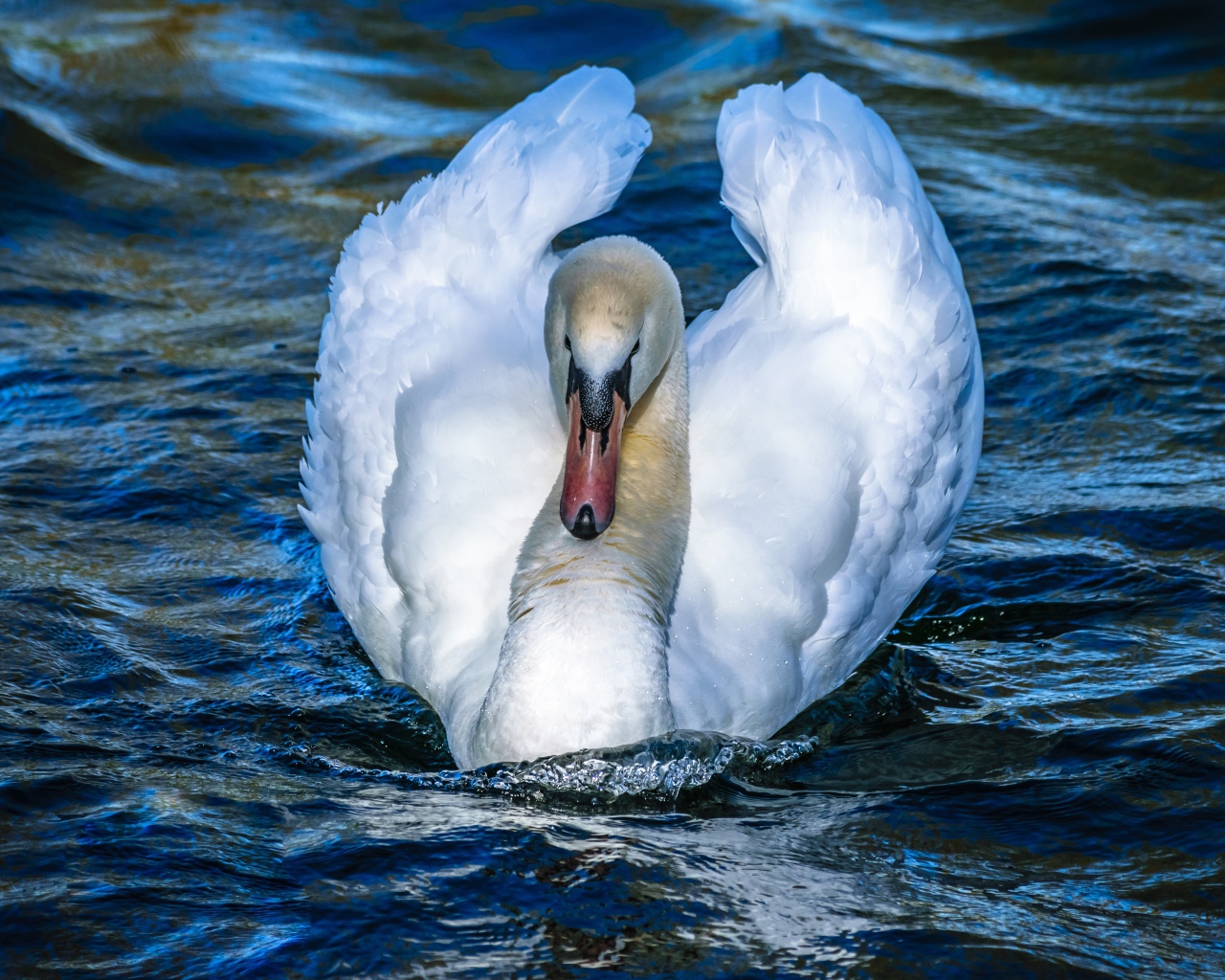 Красивый белый лебедь в воде крупным планом