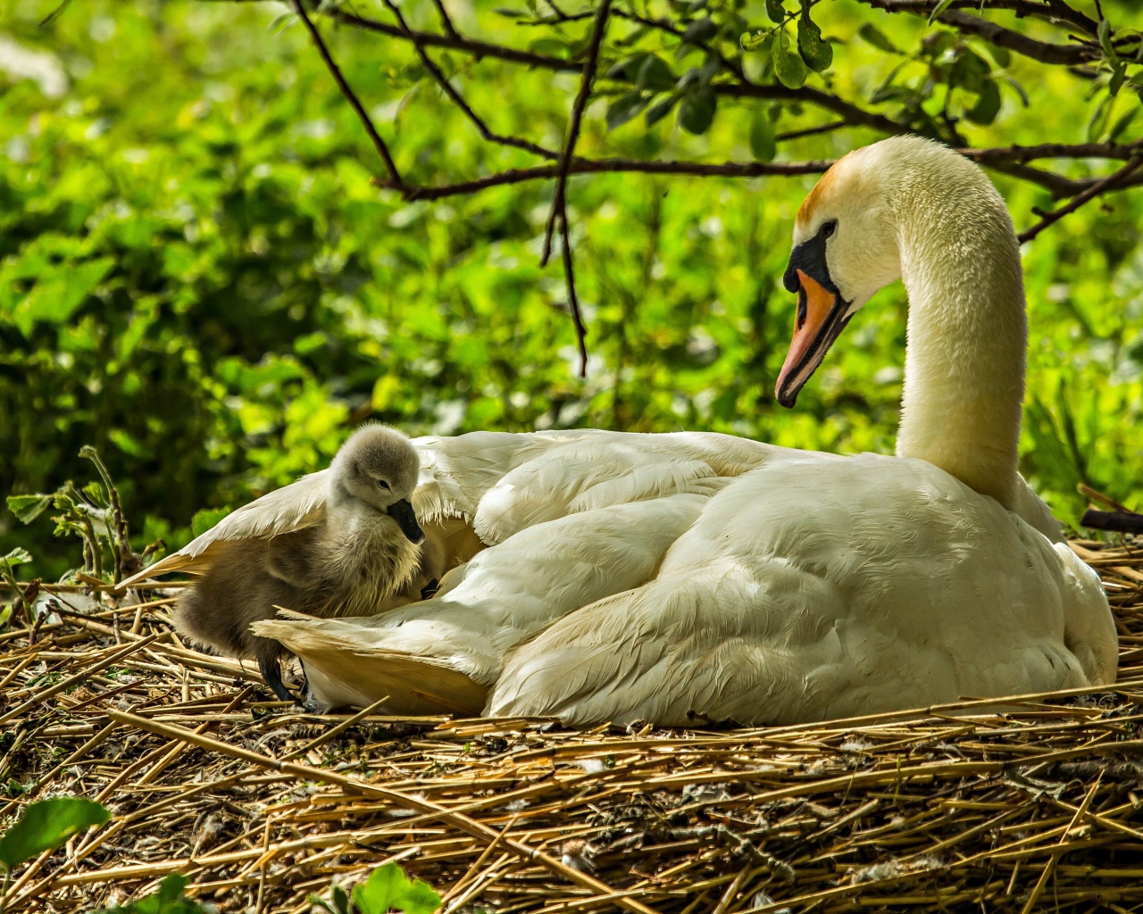 Красивый белый лебедь с птенцами в гнезде
