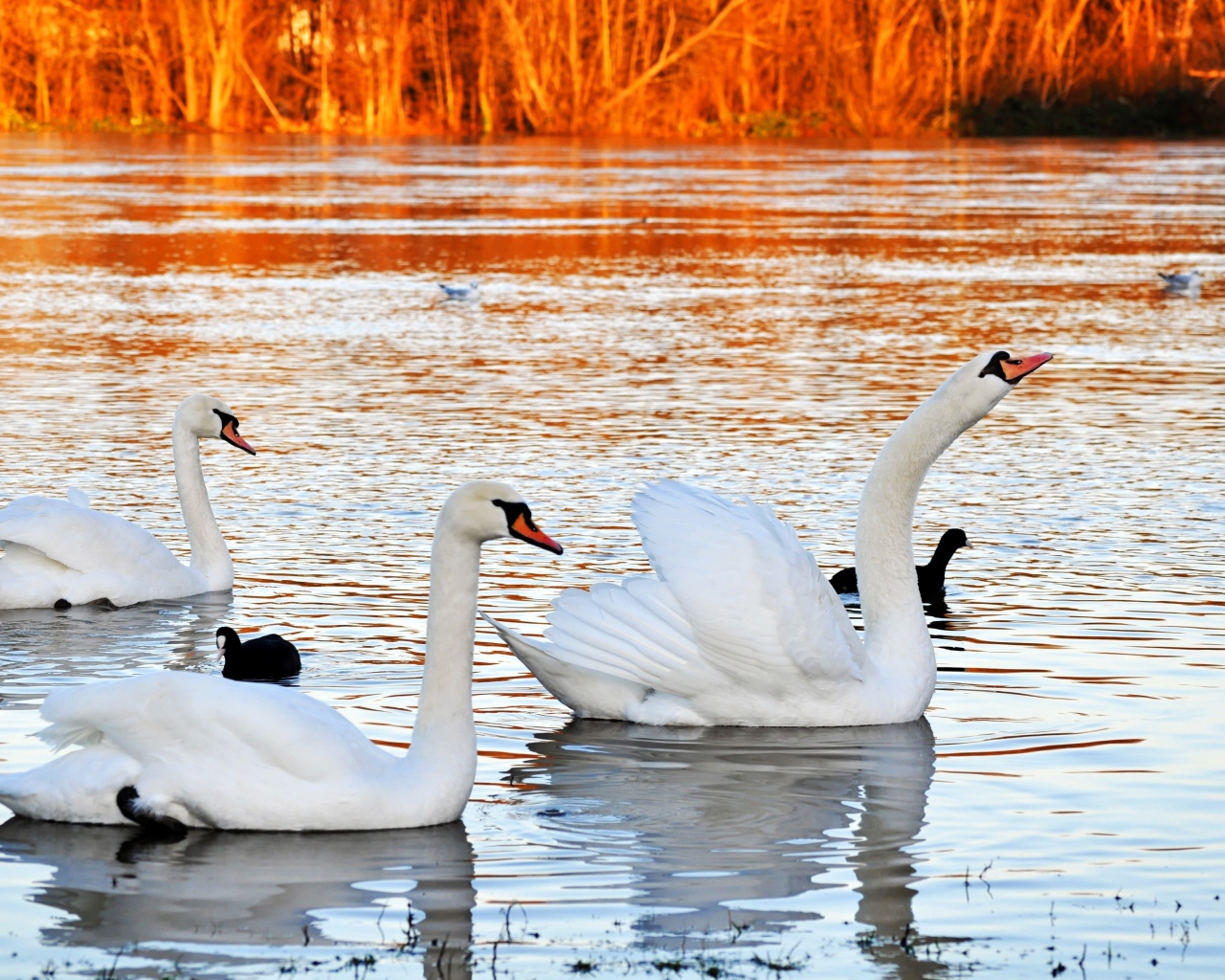 Красивые белые лебеди на пруду