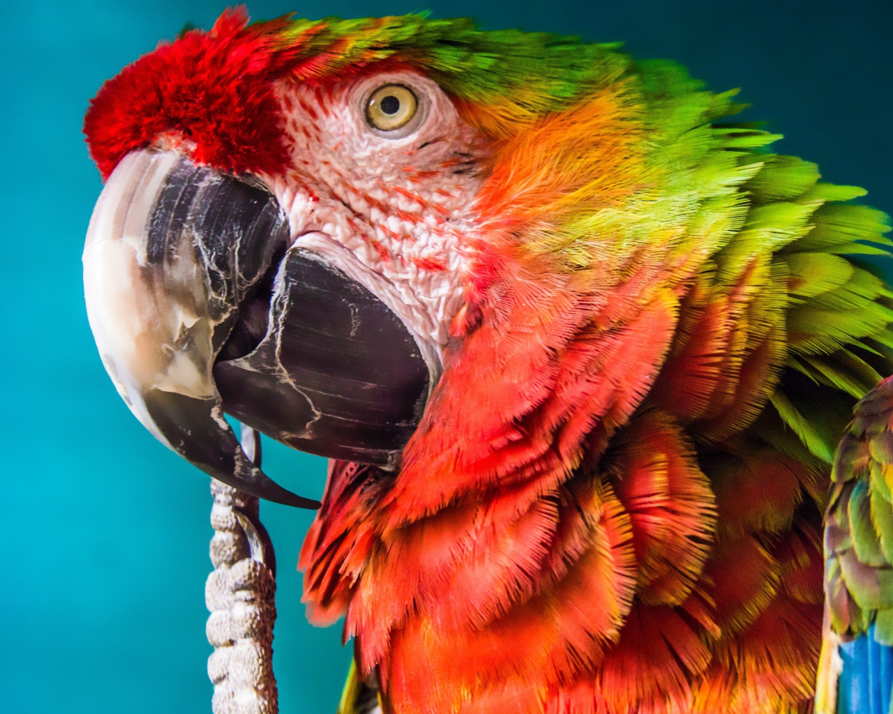 Большой попугай крупным планом