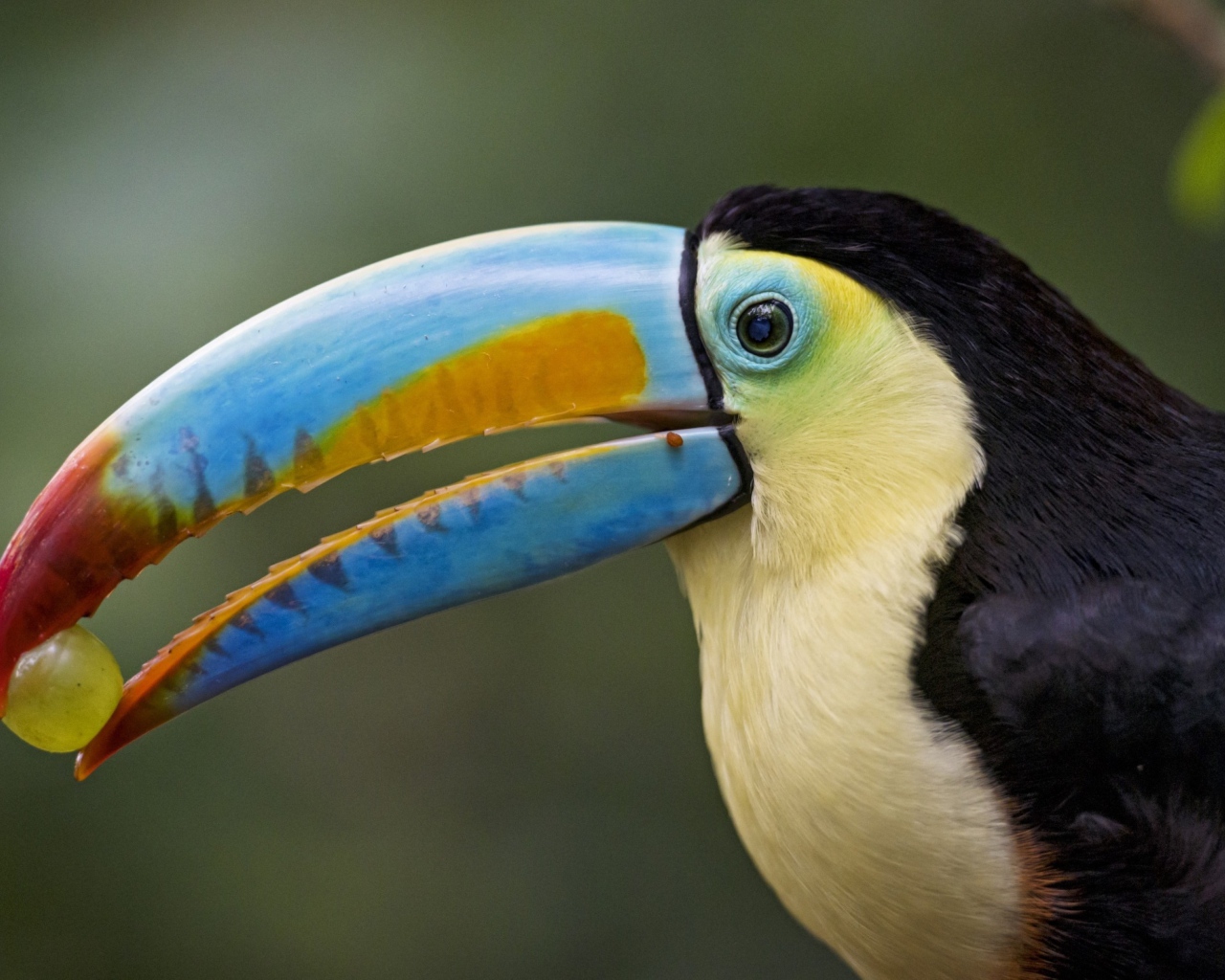 Большой красивый тукан с виноградом в клюве