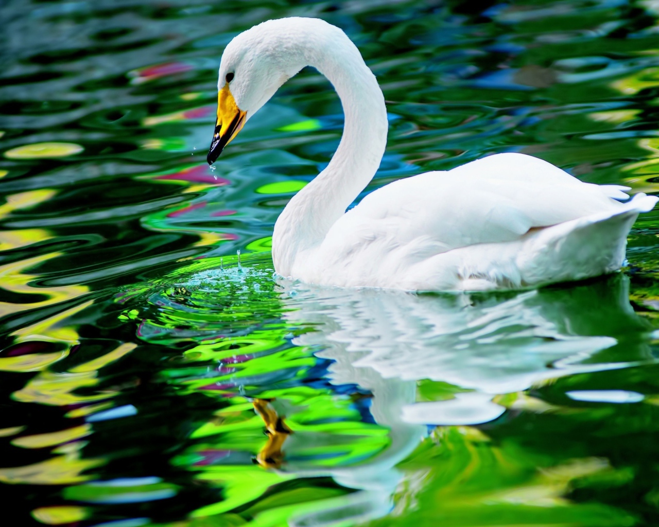 Большой красивый белый лебедь в воде