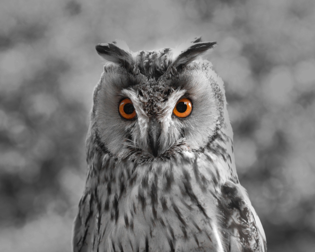 Большая серая сова с желтыми глазами